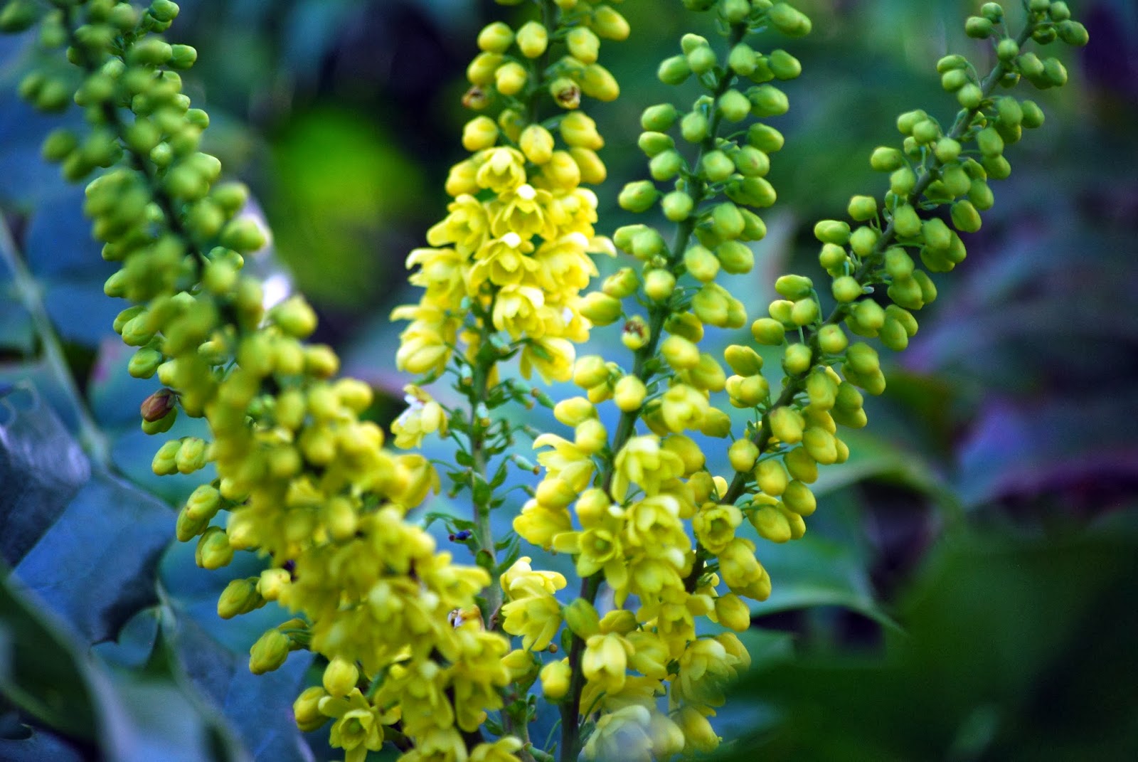 Simple Living In Nancy Growing Spotted Evergreen In My Garden