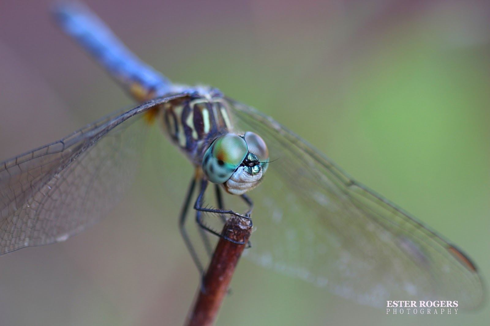 Ester Rogers Photography Why Dragonflies Point Their Tails Straight Up?