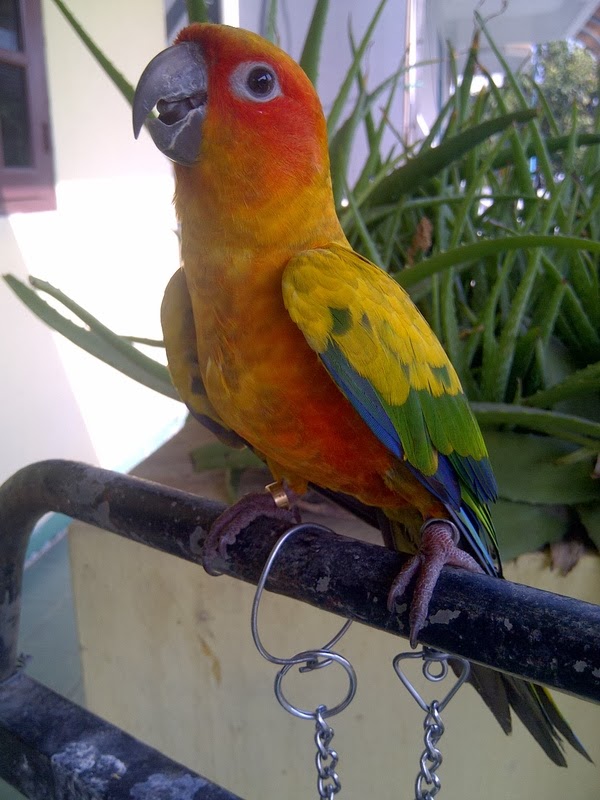 Welcome To Aneka Burung Hias: HARGA BURUNG PARUH BENGKOK