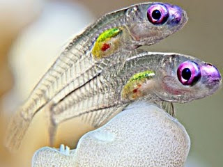 6 Hewan Teraneh Dari Dasar Laut 1.+Ikan+Gobi+transparan