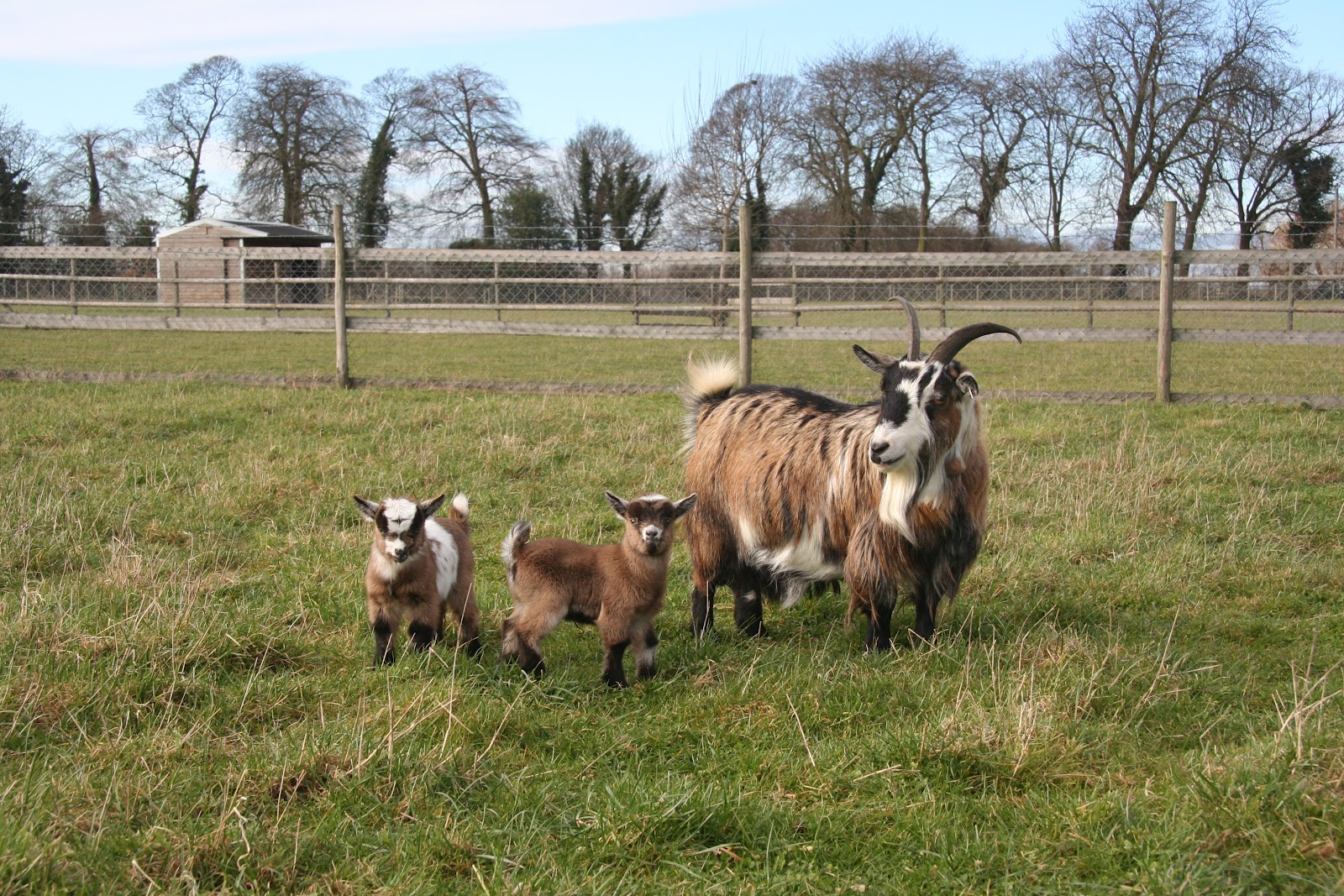 Priory Farm Pygmy Goats