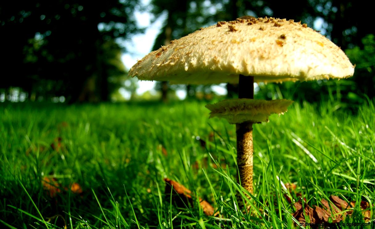 Free Mushroom Wallpaper 1280x800px 811911 Free Mushroom Wallpaper 1280x800px 811911