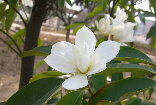 Magnolia Flower Pictures