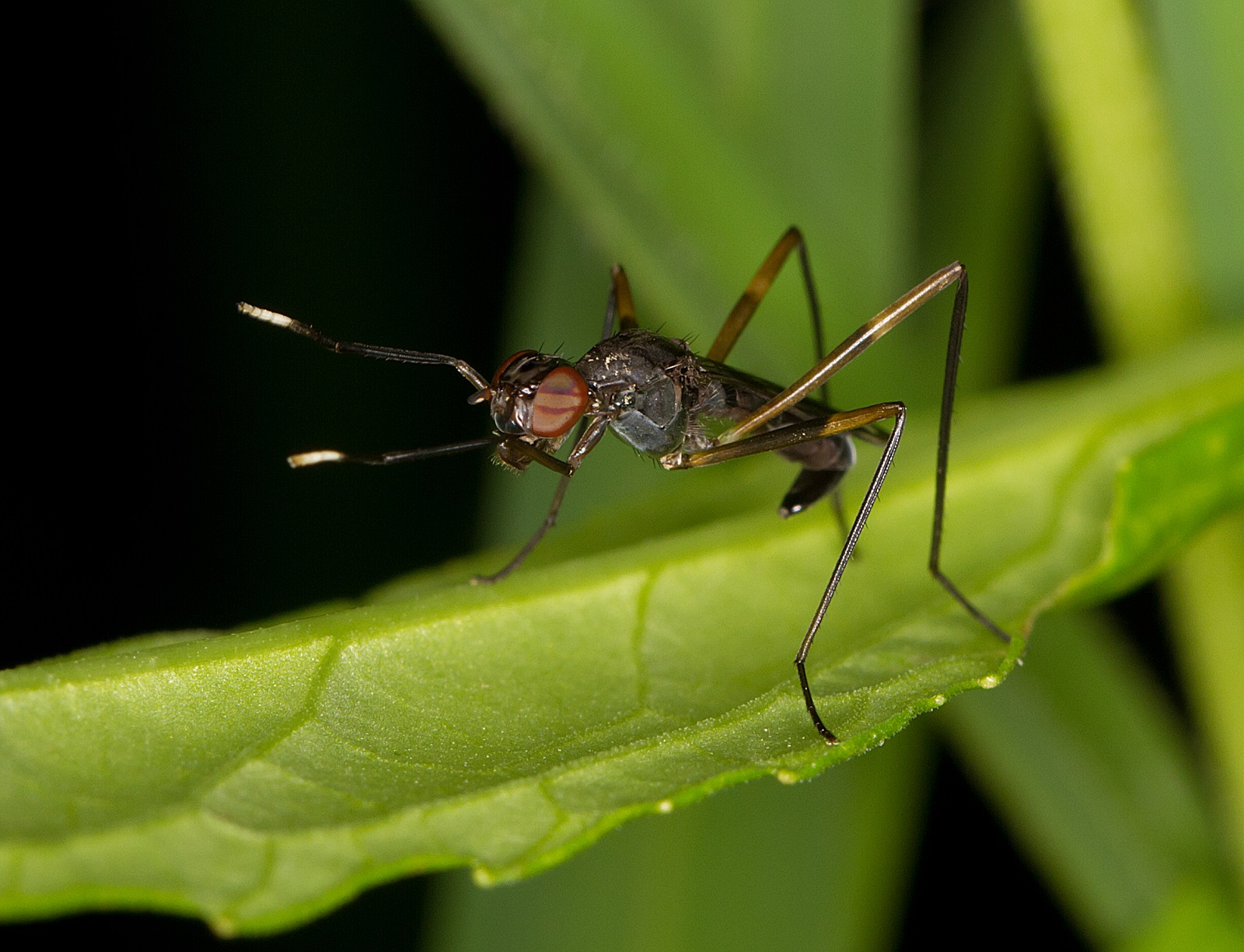 Real Monstrosities Stiltlegged Fly