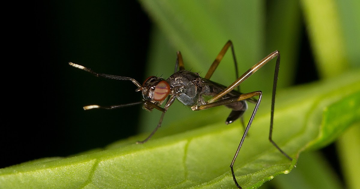 Real Monstrosities Stiltlegged Fly