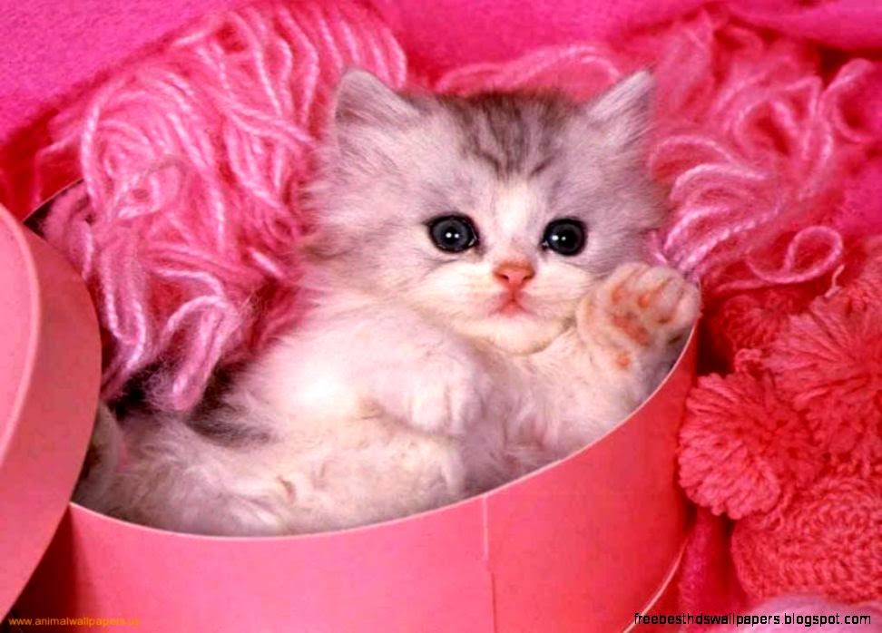 Download Cute Kitten Wallpaper Download Cute Kitten Wallpaper
