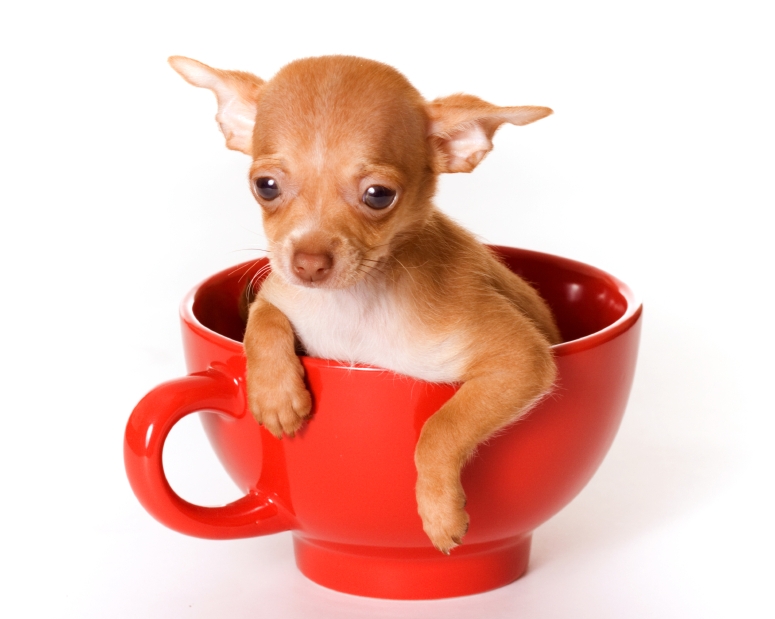 Roll Over Rocket: Tempest in a Teacup: Exploring Tiny Dog Breeds Dazzle