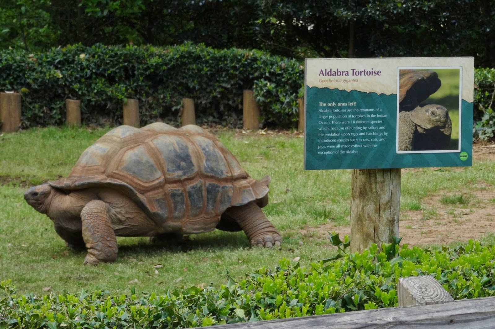 Femme au foyer The best small zoo in America the Greenville Zoo