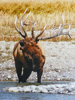 Burling Bull elk ;-)