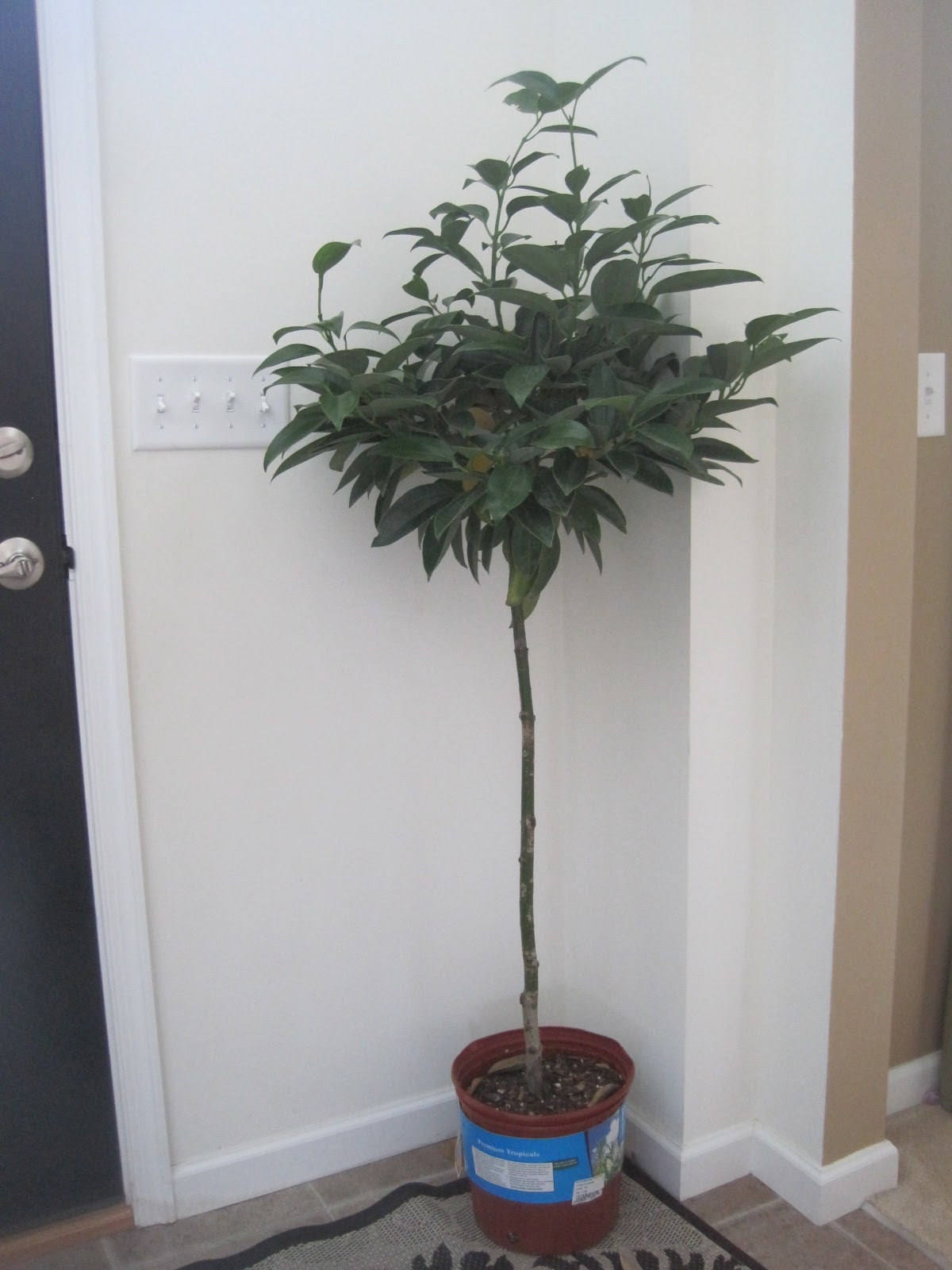 Designed To Dwell Canela Tree
