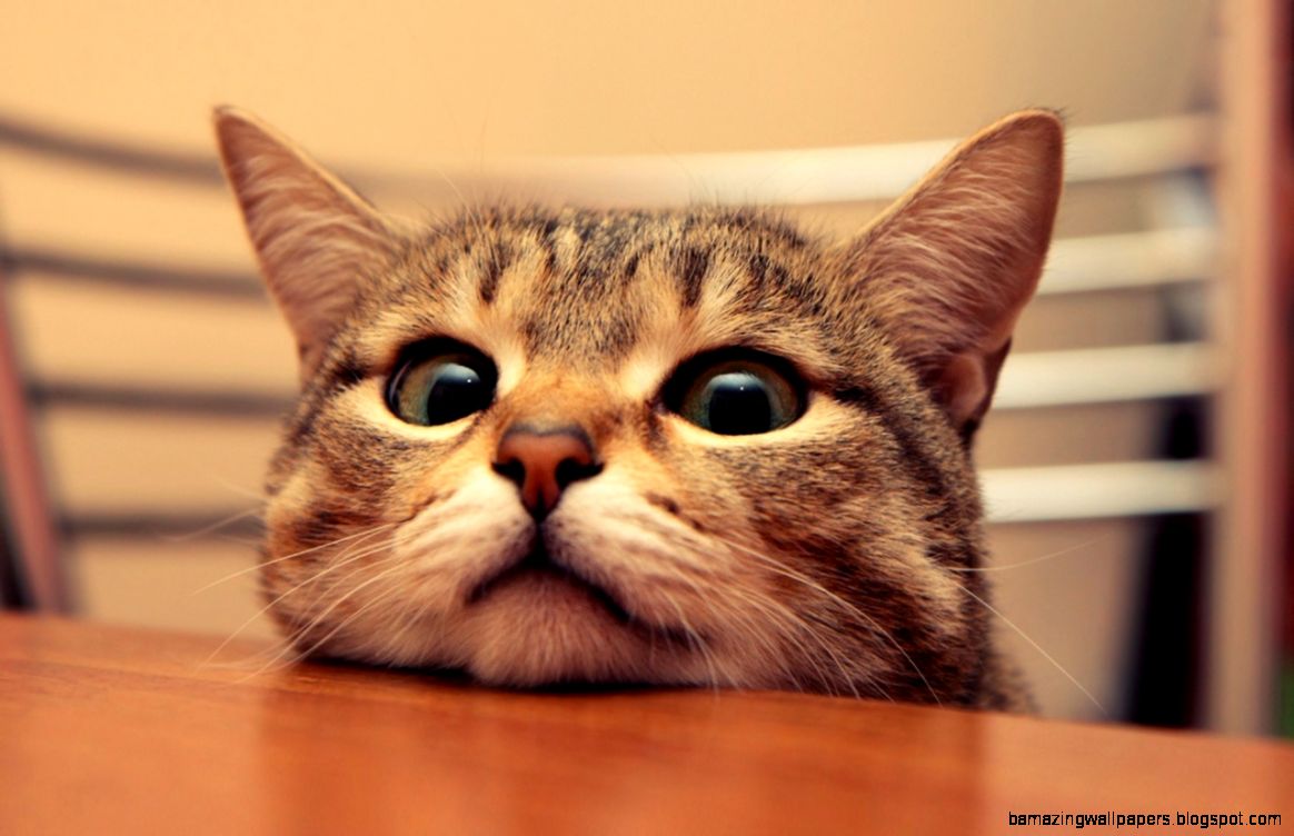 Funny Cute Cat Wallpaper « Funny Cute Cat Wallpaper «