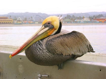 Cute Pelican