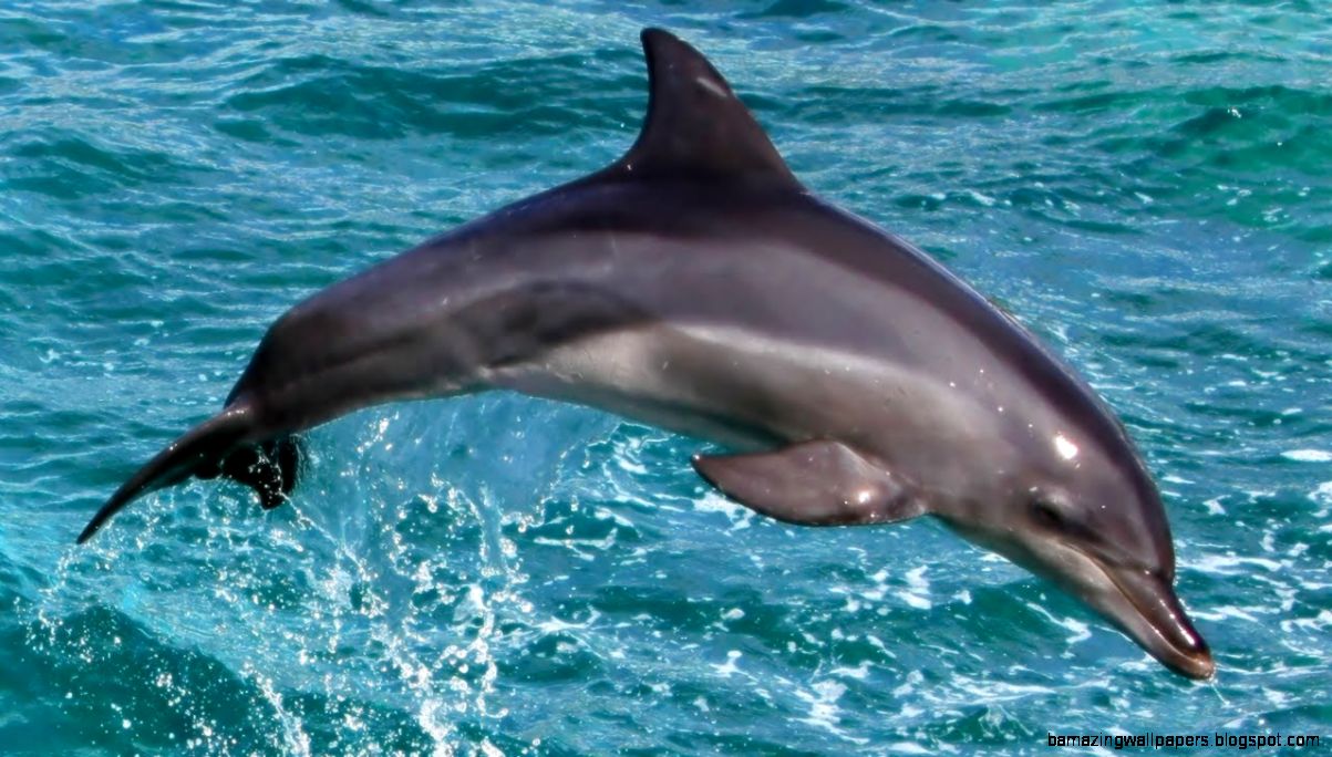 New River Dolphin Species Discovered in Brazil YouTube New River Dolphin Species Discovered in Brazil YouTube