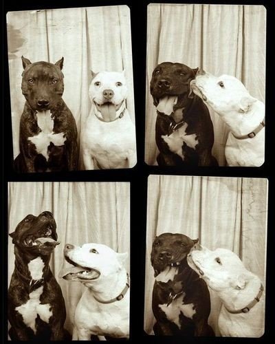 Spring Puppies~. at 1:37 PM cute pitbull puppies pictures. Spring Puppies~. at 1:37 PM