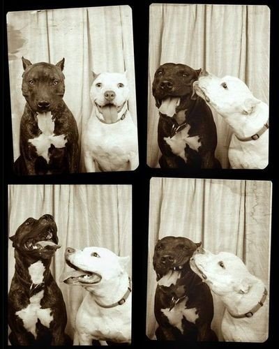 cute pitbull puppies pictures. Spring Puppies~. at 1:37 PM