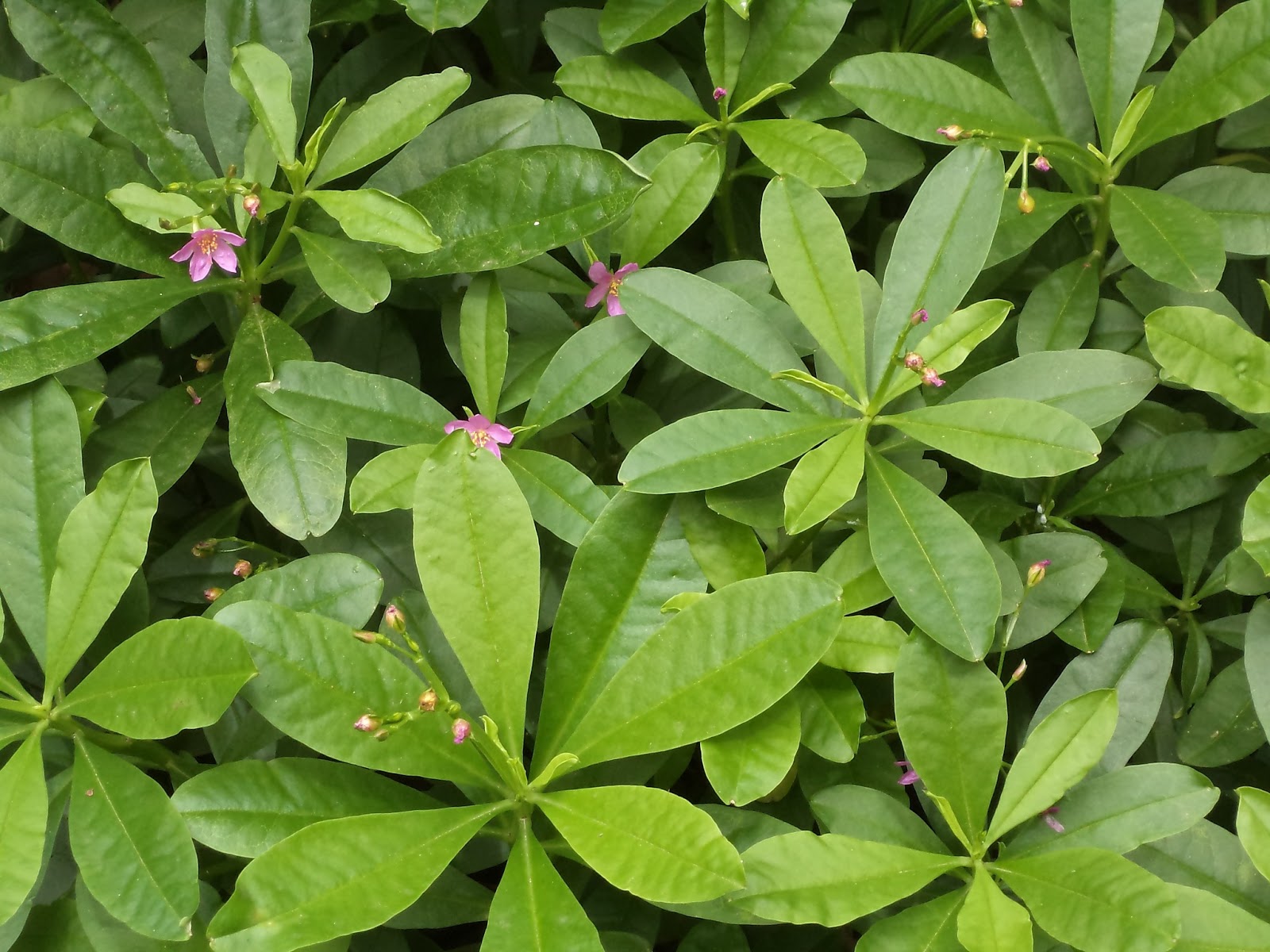 Foodie Delights Bangalore Life n Spice Greens from the Backyard
