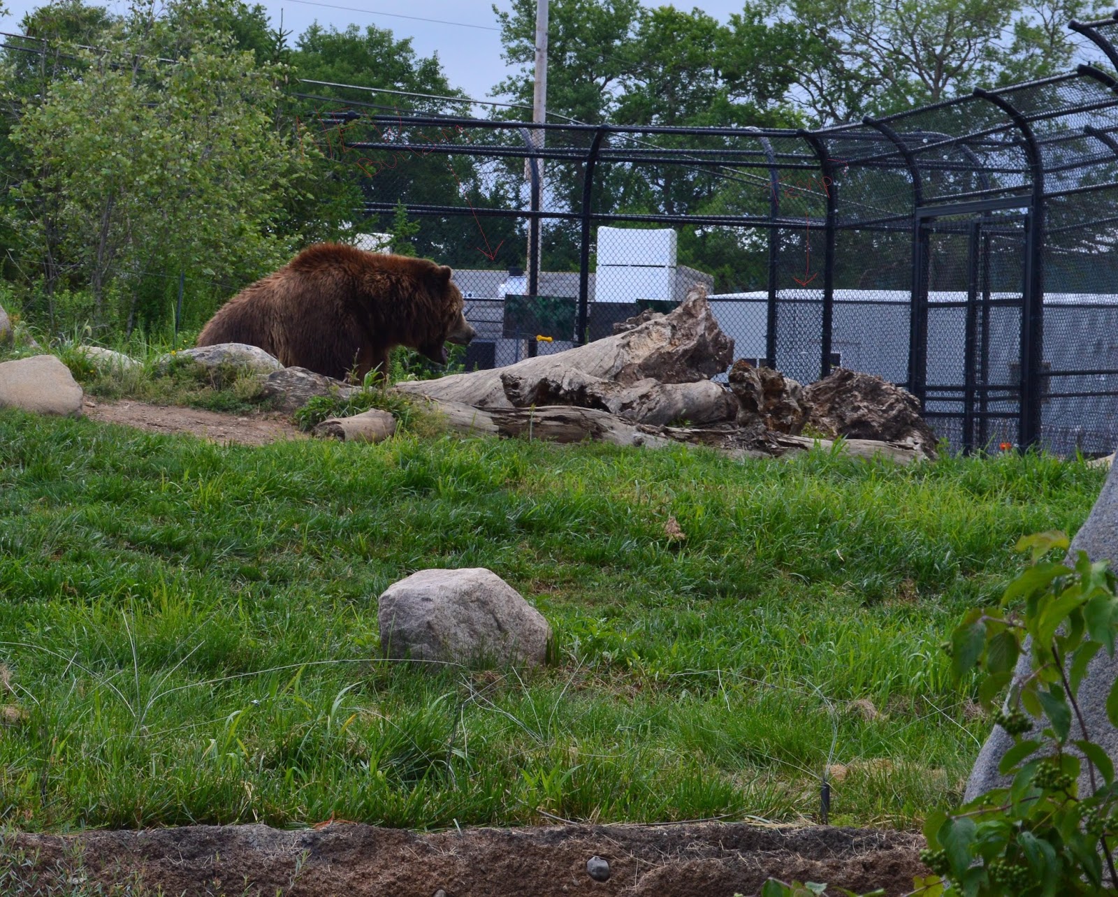 Zoo Tails Safari Africa Columbus Zoo Update 72813