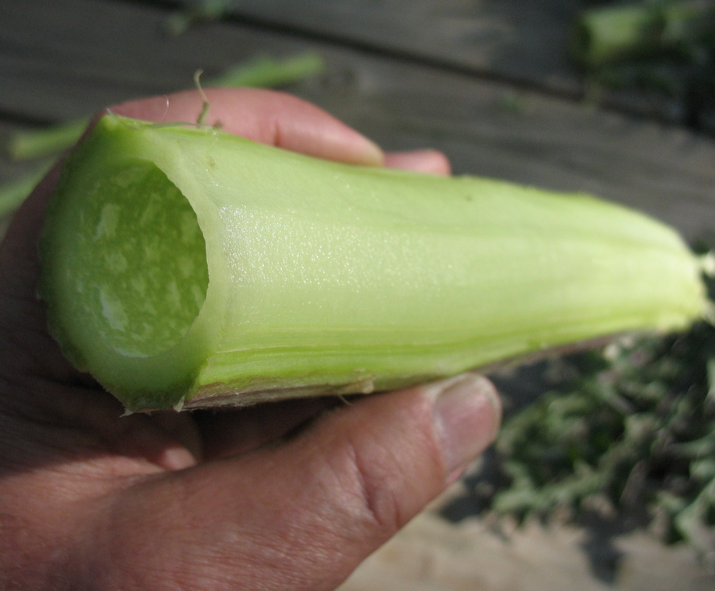 Sensible Survival Edible Wild Plants Bull Thistle