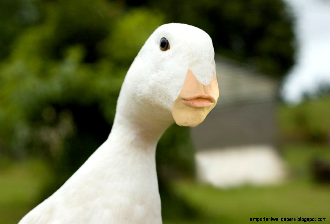 Ducks All Over The World Now Pulling “Girl Face” In Photographs Ducks All Over The World Now Pulling “Girl Face” In Photographs
