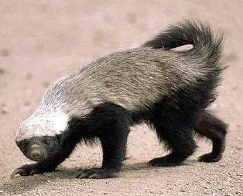 Fauna Gue Mengenal Honey Badger Hewan Paling Pemberani Di Dunia