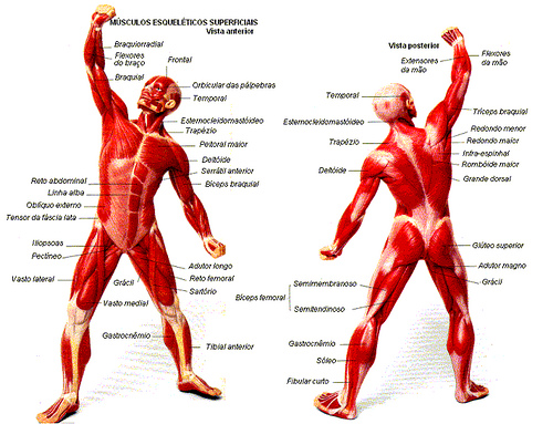 Limatreinamento: Desequilíbrio de Força entre Músculo e Tendão