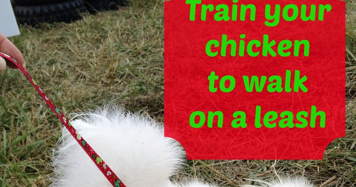 Murano Chicken Farm How to train a chicken to walk on a harness & leash