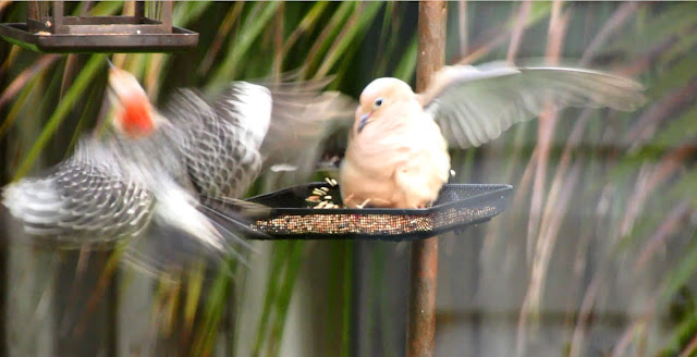 Mourning Dove and Red Bellied Woodpecker