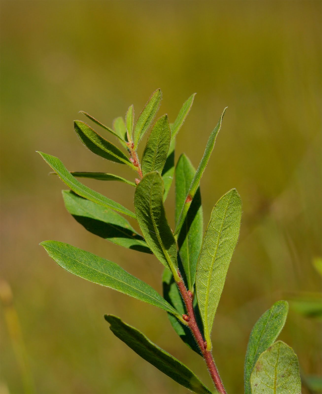 Scottish Wildlife Blog August 2010