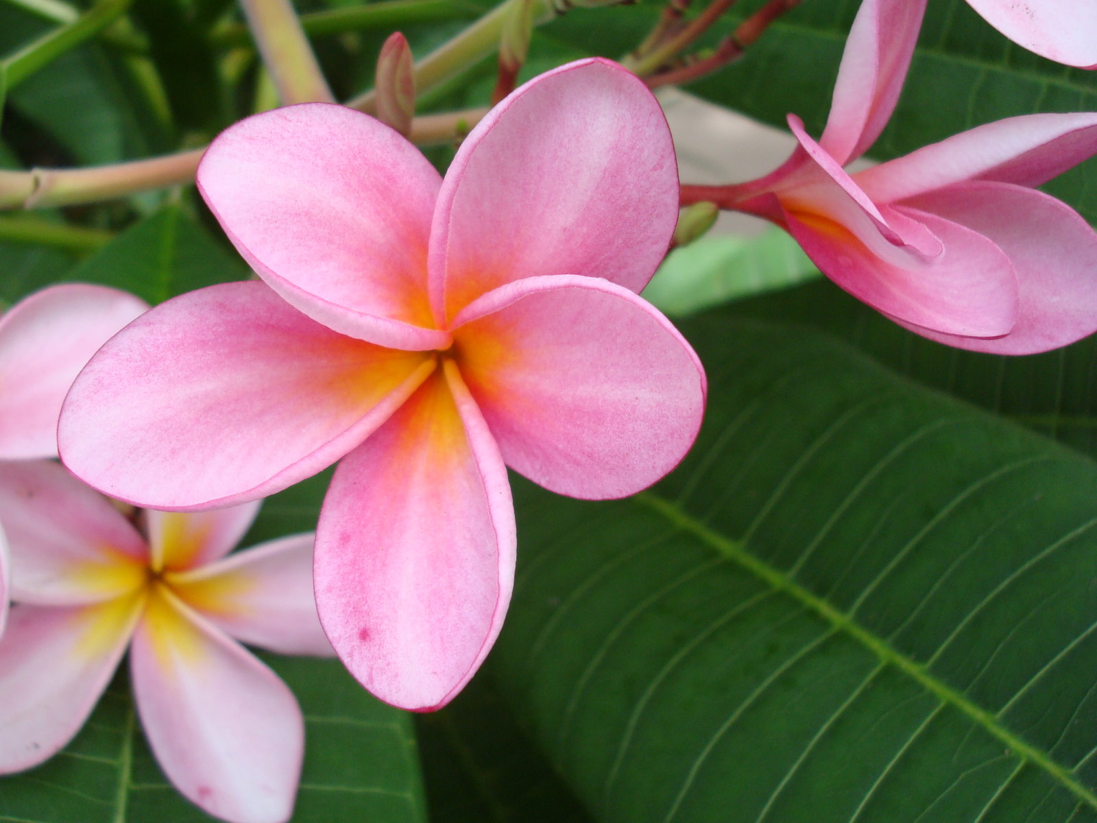 Best Flower's Care PLUMERIA