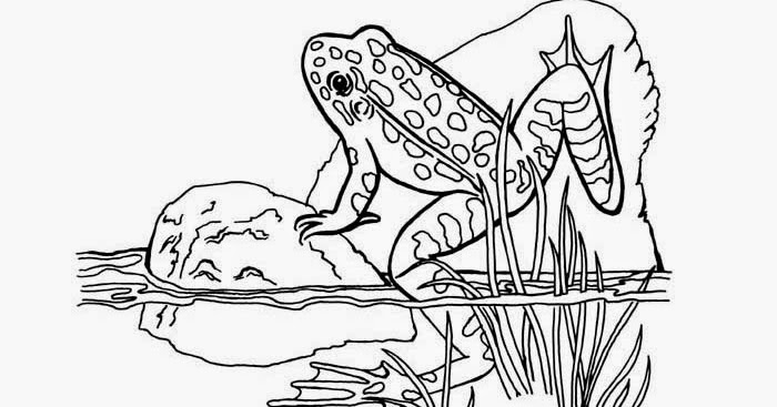Frogs coloring pages free | Free Coloring Pages and Coloring Books for Kids