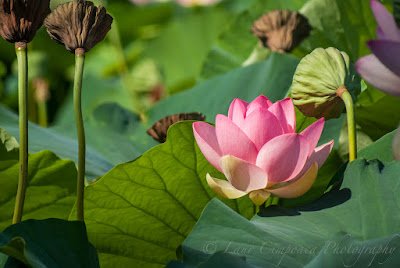 Nelumbo nucifera Floare de Lotus flower Lotosblume λωτόςλουλούδι fiorediloto flordelótus flordeloto lótuszvirág