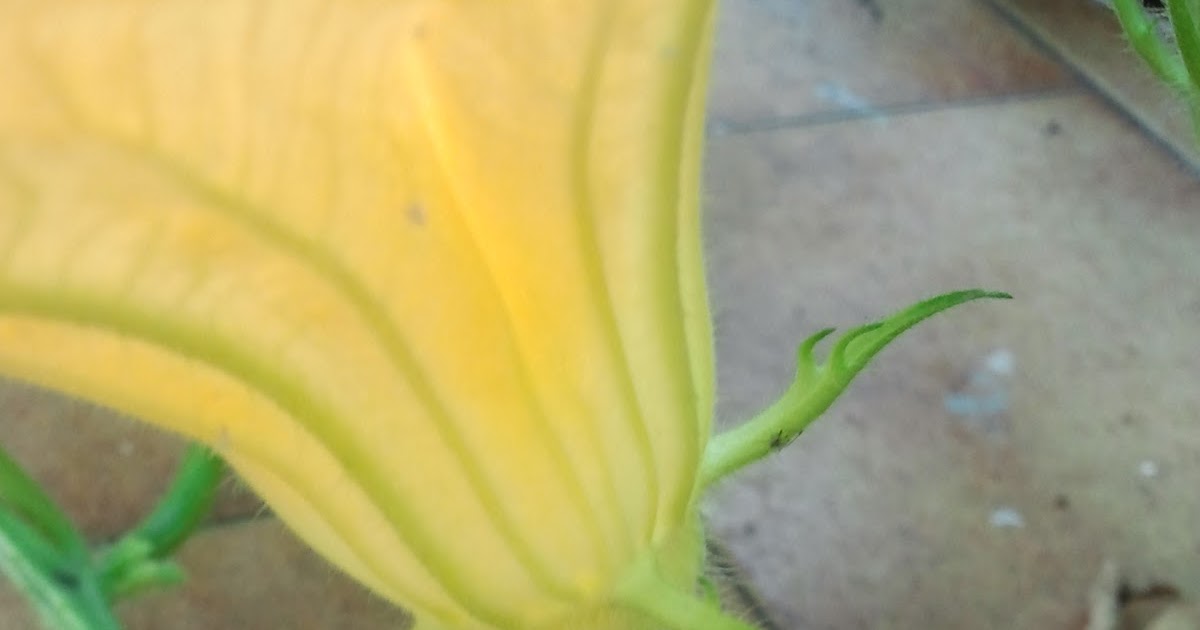 Huerto Urbano en la Terraza: Más calabazas