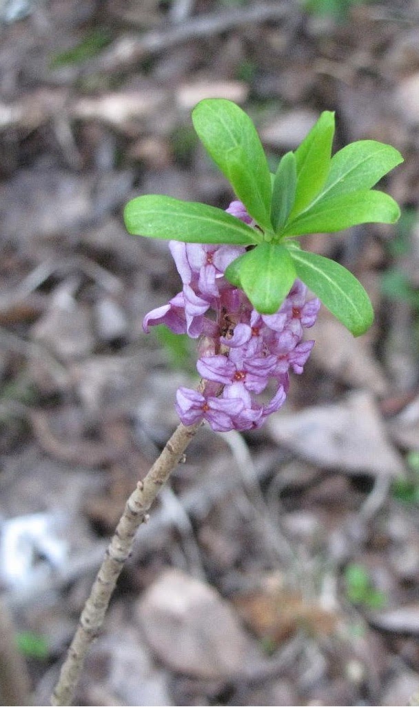 Bildresultat för Tibastblomma