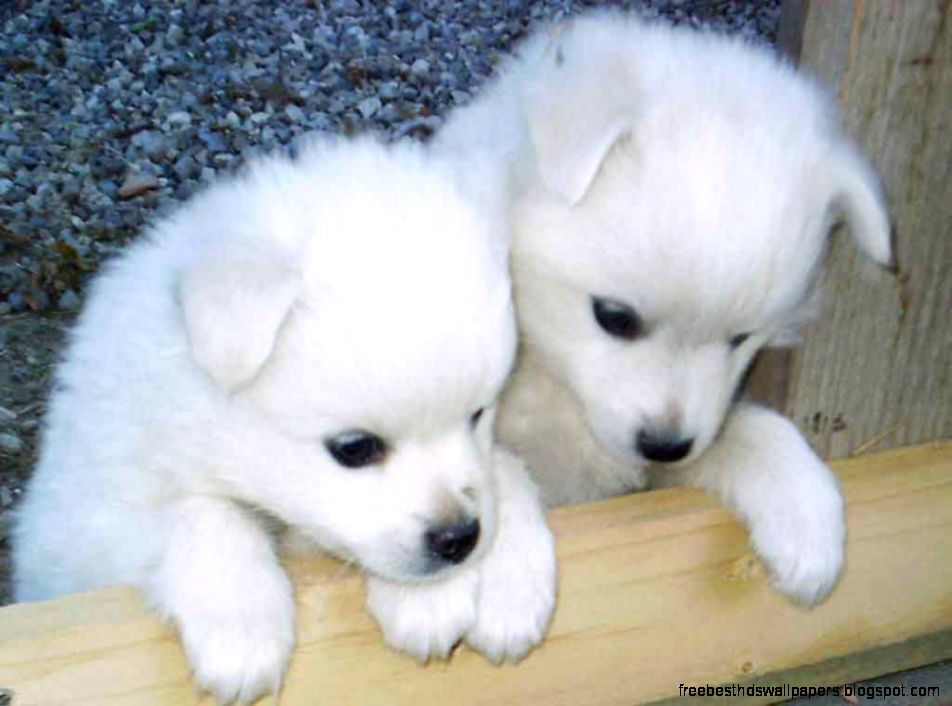 Cute Husky Puppies Cute Husky Puppies