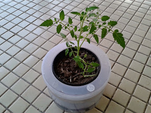 Pokok tomato