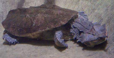 Tortuga Matamata (Chelus fimbriatus).