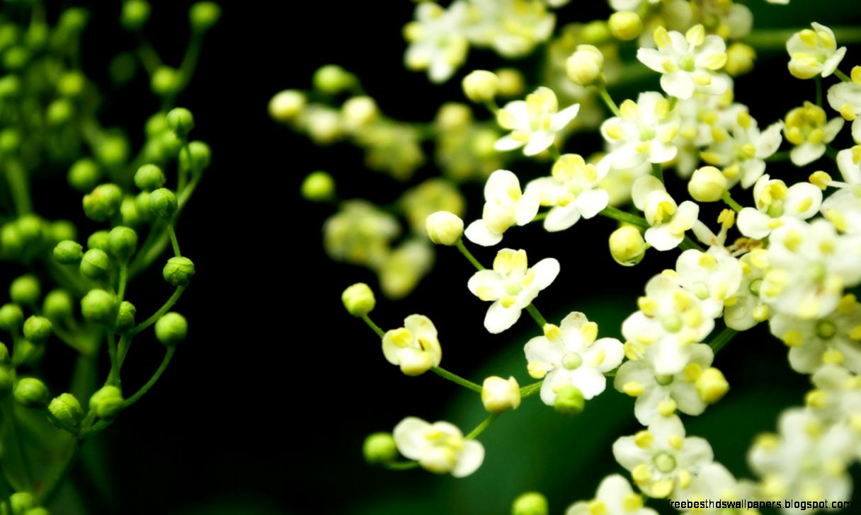 HD flowers wallpaper 14 Flower Wallpapers free desktop HD flowers wallpaper 14 Flower Wallpapers free desktop