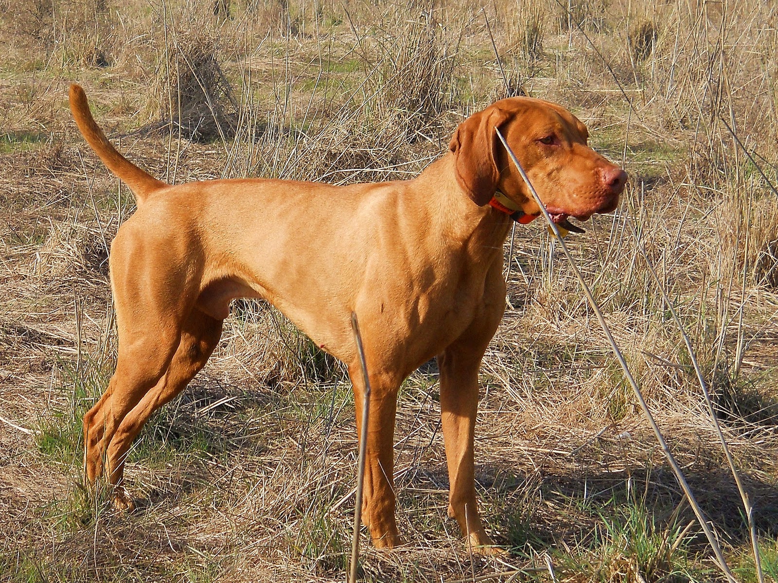 Vizsla Dog Breed Dog Training Home Dog Types