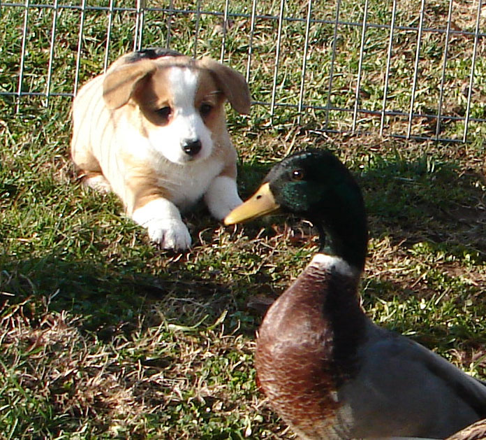 Duck Dogs