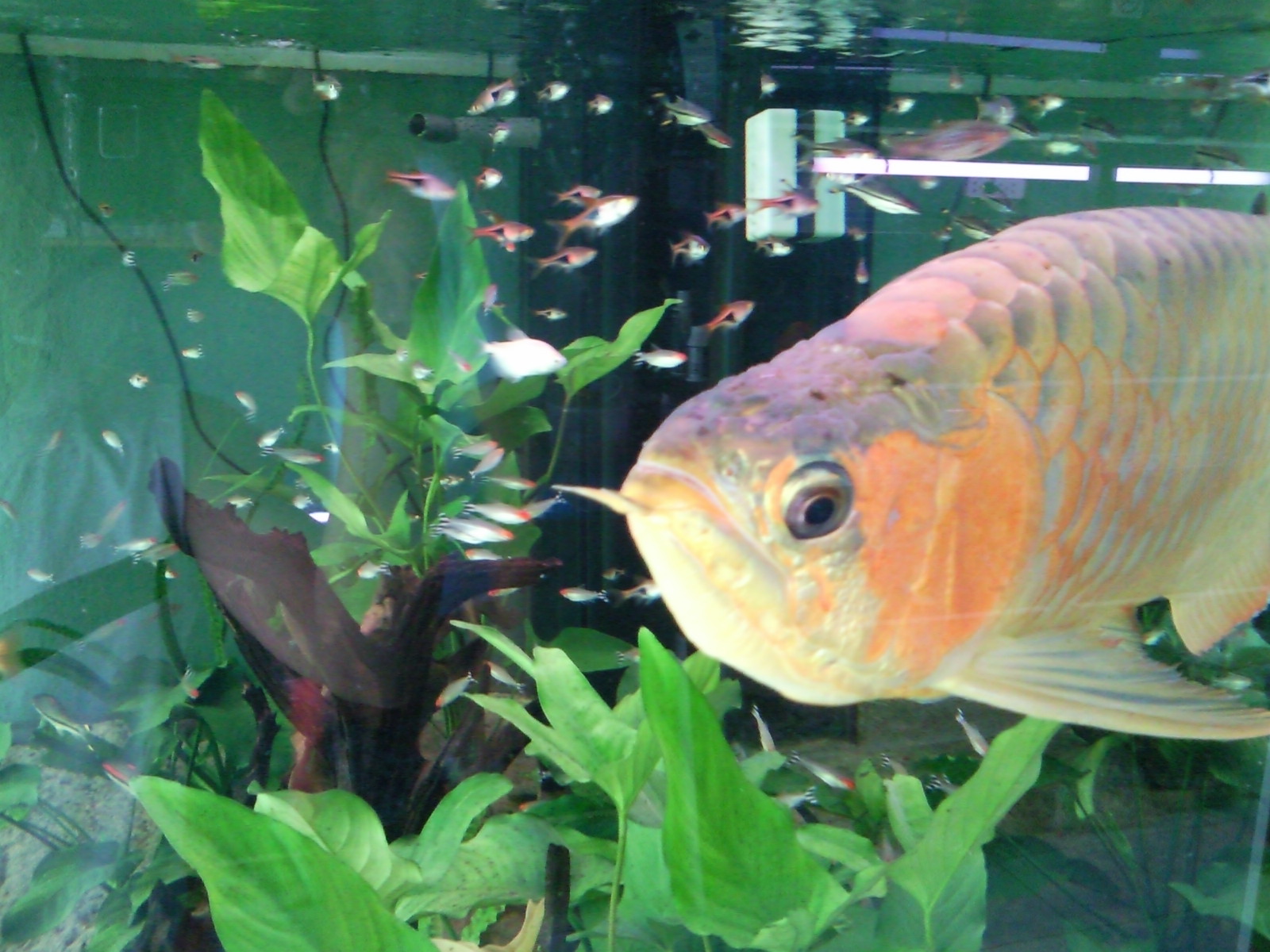 A Day In SG Great Dragon Fish Arowana Swiming With Tetras at Tiong