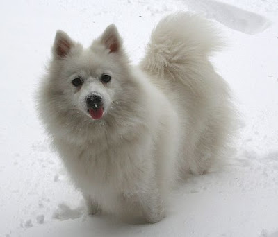 Finnish Spitz Puppy