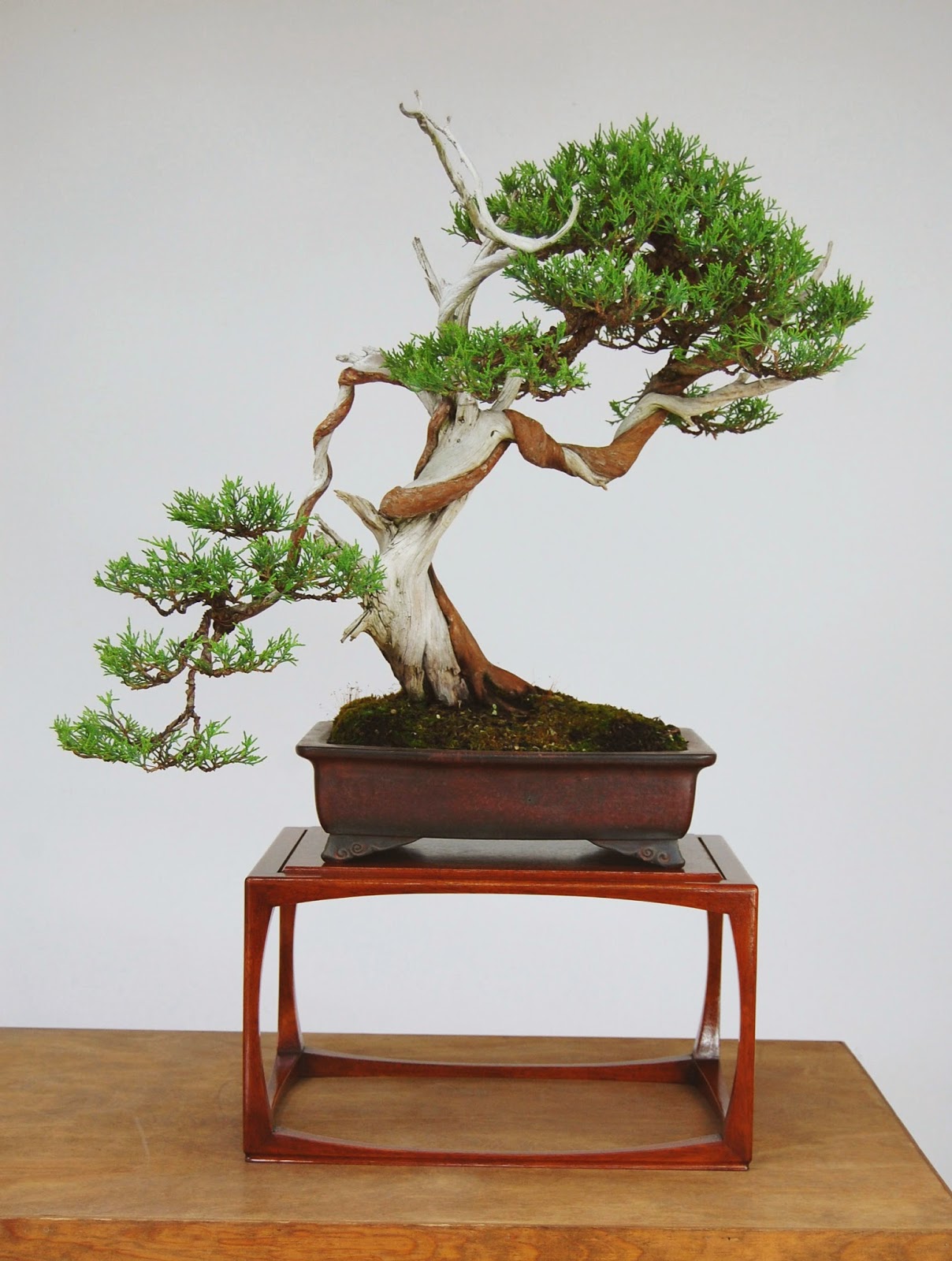 Bonsai Tree: 20+ Astonishing Bonsai Tree Portland Oregon Inspirations Bonsai Tree: 20+ Astonishing Bonsai Tree Portland Oregon Inspirations