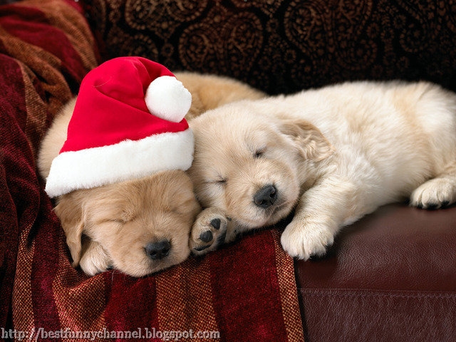Two Christmas puppy