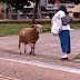 La Cabra que aterrorizo a un pueblo entero