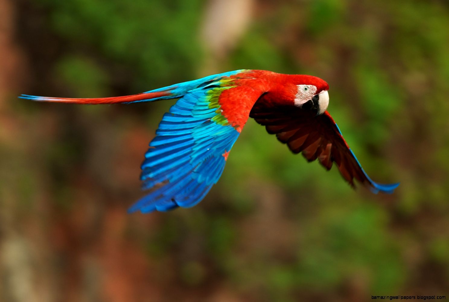 Life in the Rainforest Life in the Rainforest