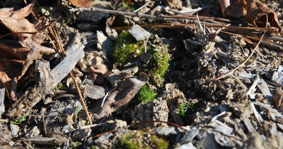 Southern Peony 2012 Ashes on Peonies for Acidic Soil