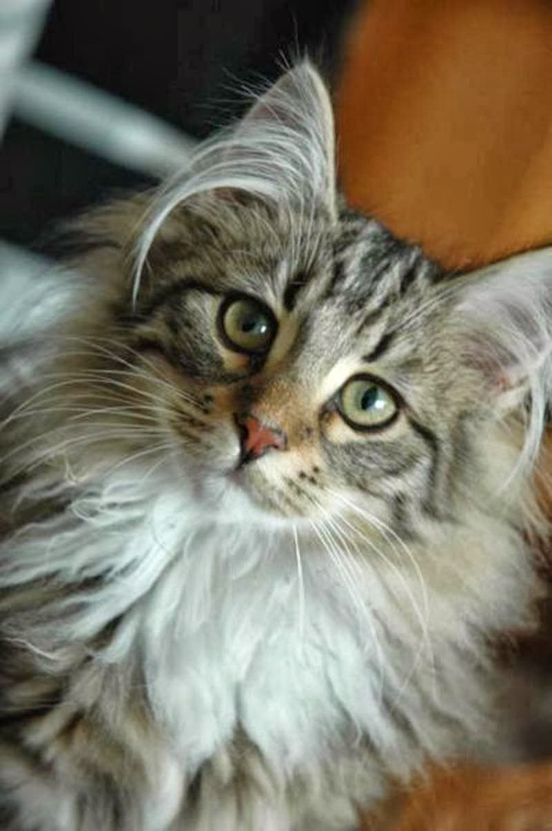 Is Norwegian Forest the largest Cat Breed? Annie Many