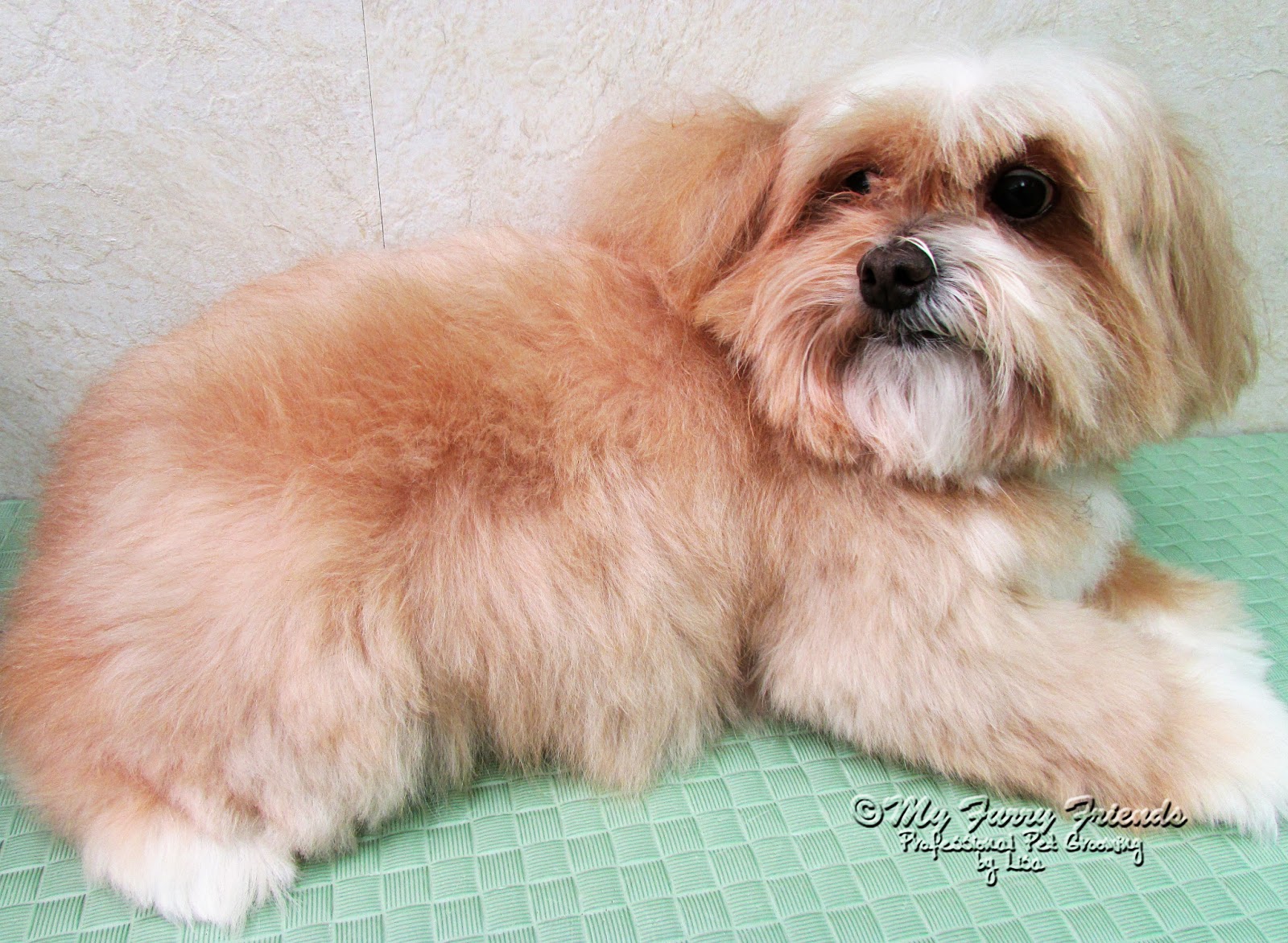 Pet Grooming The Good, The Bad, & The Furry Tuesdays Tip 46