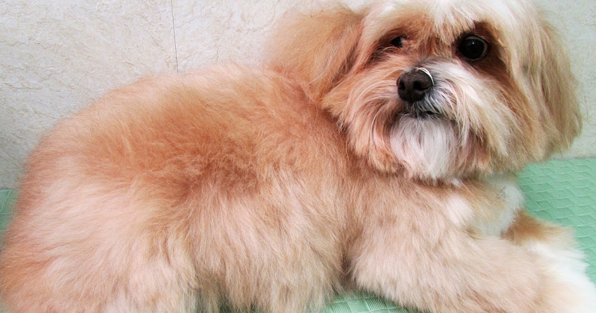 Pet Grooming The Good, The Bad, & The Furry Tuesdays Tip 46