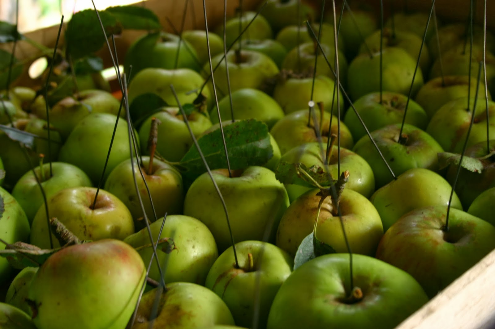 Floristry with Autumn Foliage Common Farm Flowers The Flower Farmer